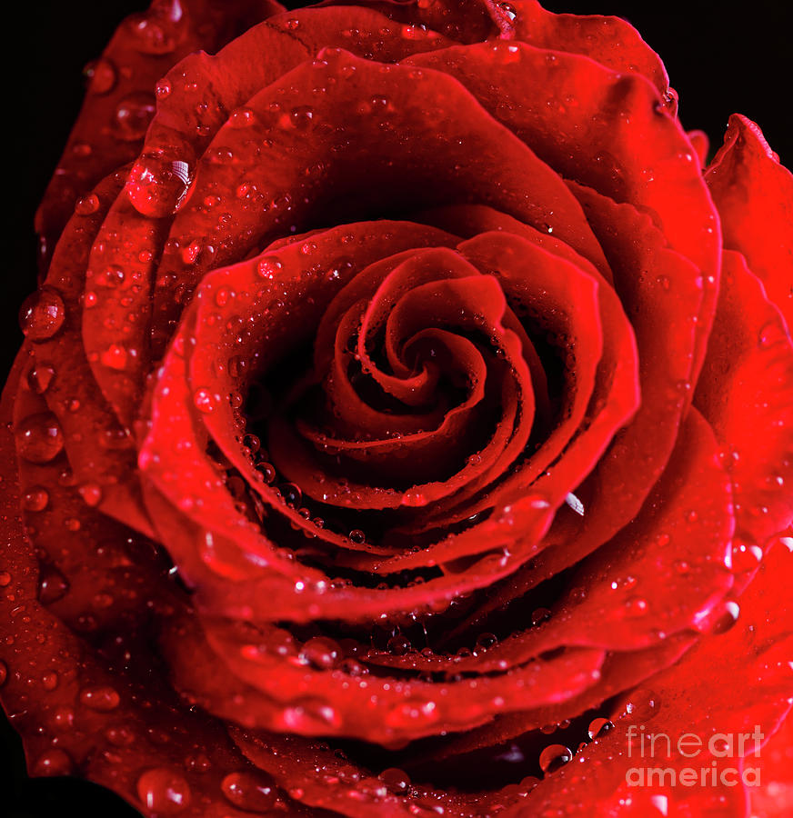Red Rose Bud With Water Drops Photograph