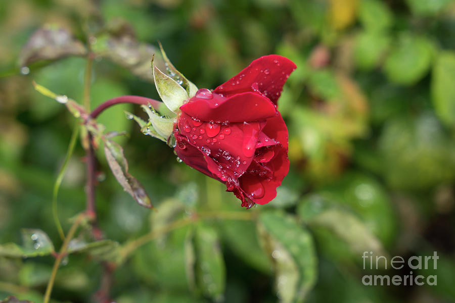 Red rose bud with water pearls Photograph by Adriana Mueller