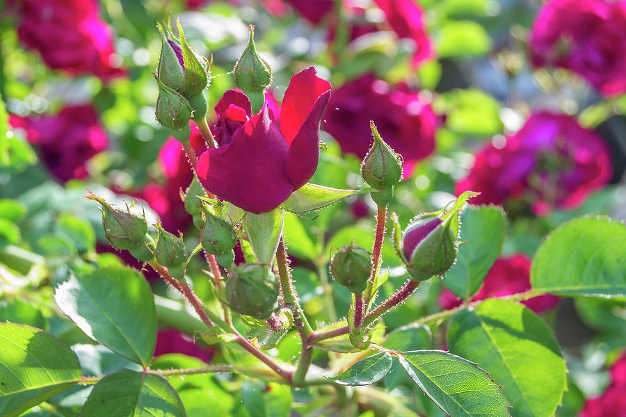 Red Rose buds Photograph by Heather Bettis