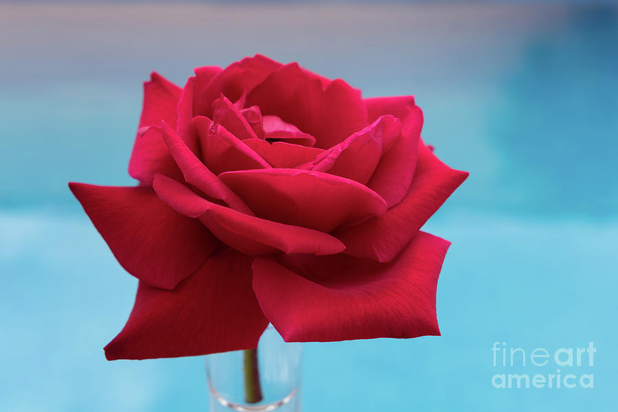 Red rose by the blue pool Photograph by Adriana Mueller