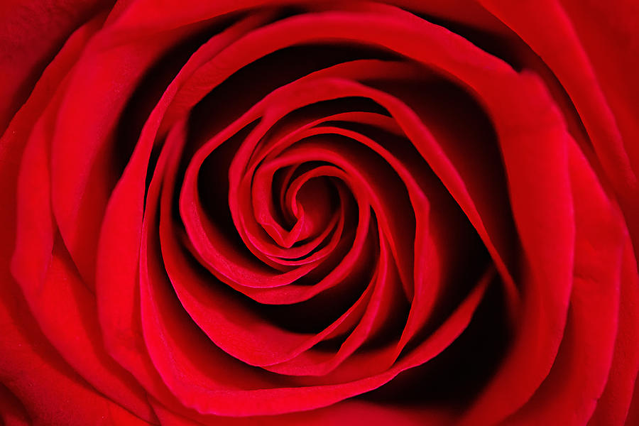 Red Rose Photograph by Carolyn Ann Ryan