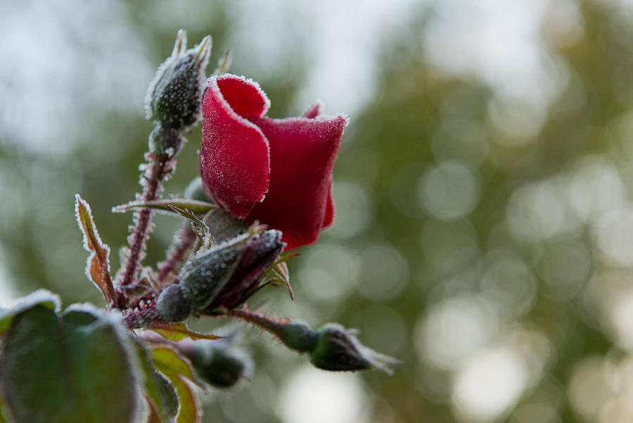 Red Rose Covered With Frost In The Garden Photograph by Nic_Ol