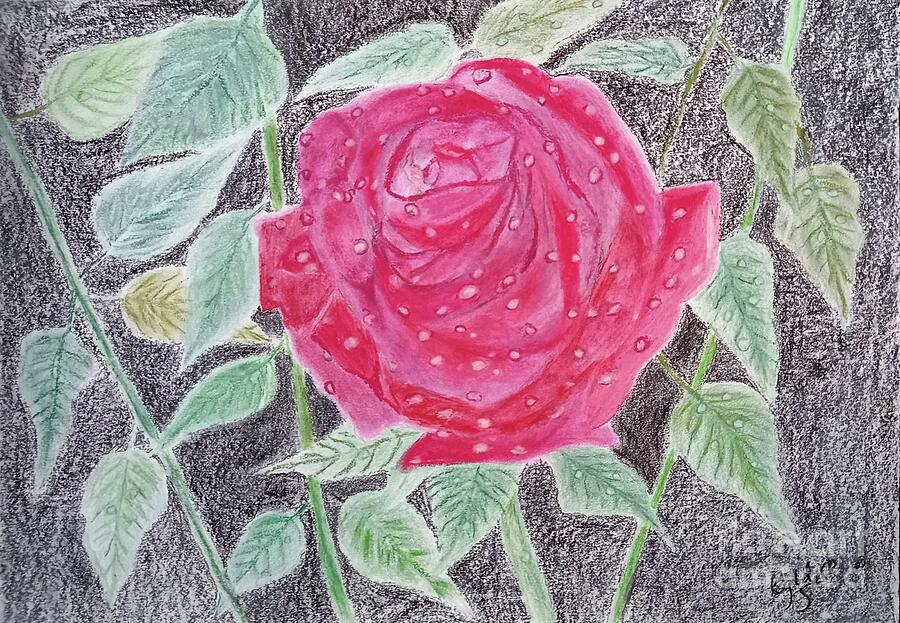 Red Rose Painting by Cybele Chaves