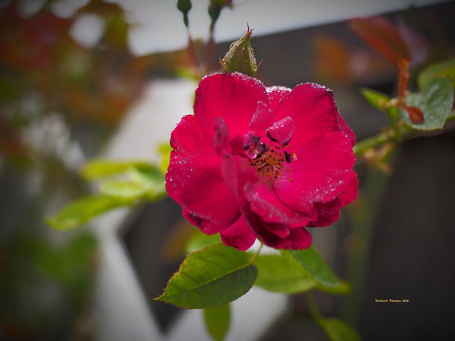 Red Rose Dew Photograph by Richard Thomas