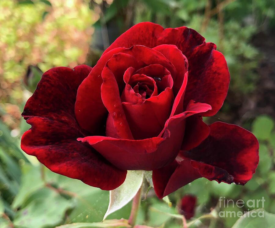 Red Don Juan Rose in Clayton North Carolina Photograph by Catherine Ludwig Donleycott