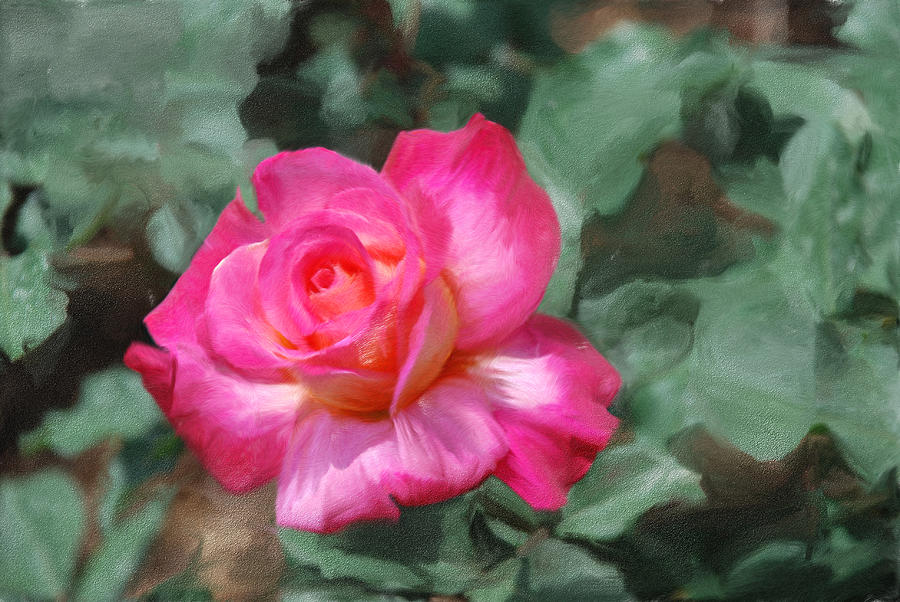 Red Rose Digital Art by Don Wright