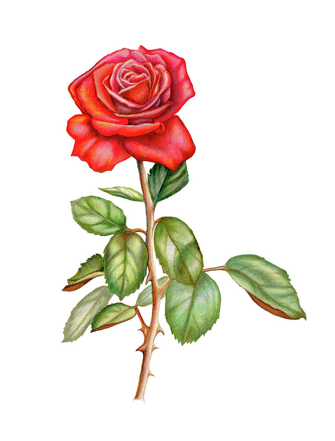 Red rose drawing Drawing by Andrea Danti - Fine Art America