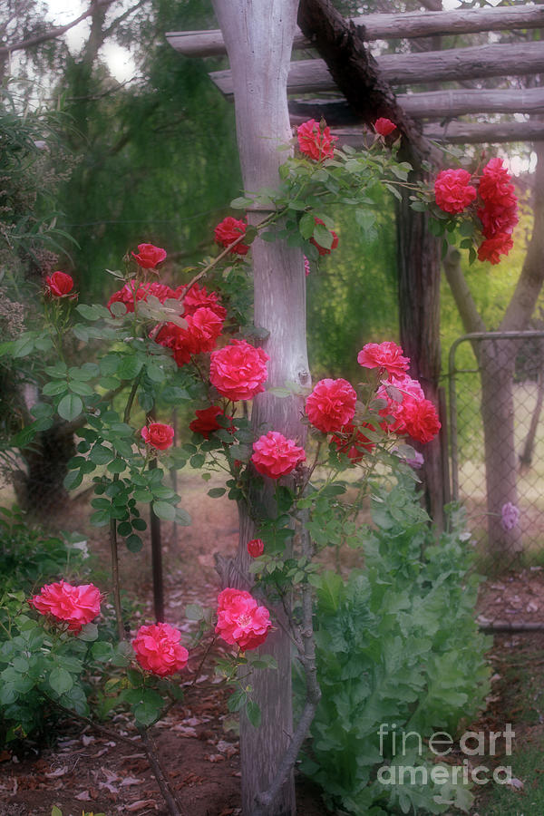 Red Rose Dream Photograph by Elaine Teague