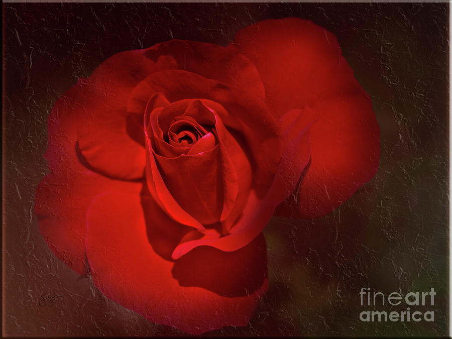 Red Rose Photograph by Elaine Teague