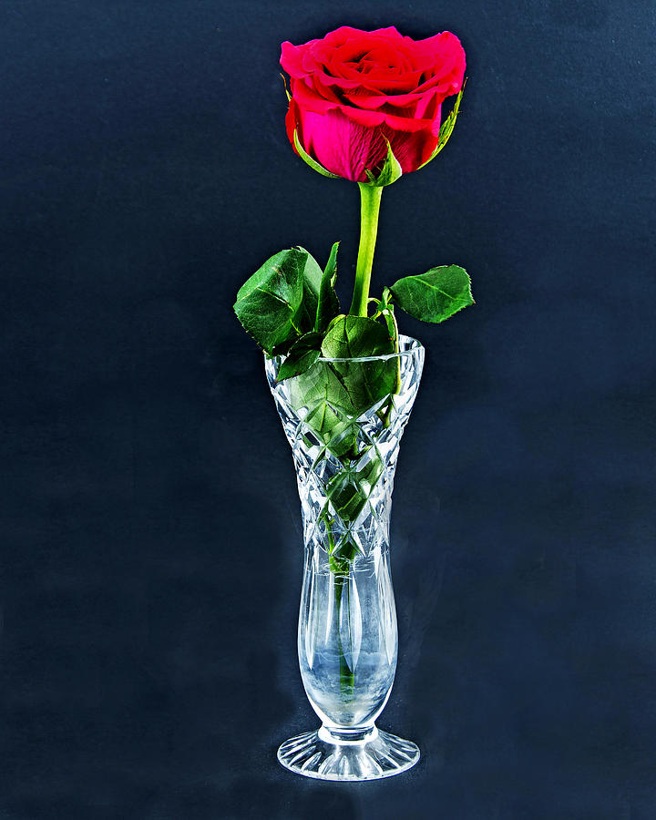 Red Rose flower closeup in a cut glass vase isolated on a black  Photograph by Geoff Childs