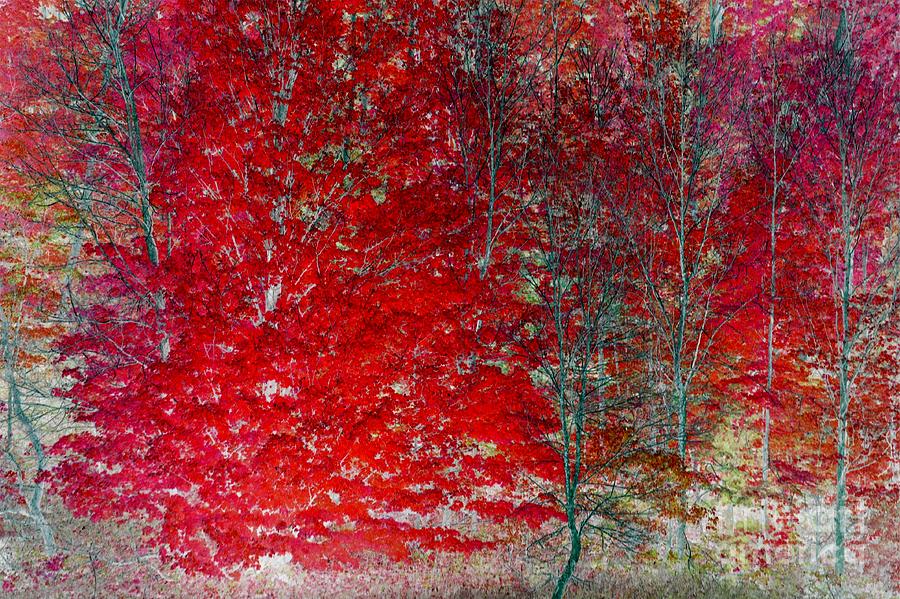 Red Rose Fantasy Forest Photograph by Terri Gostola