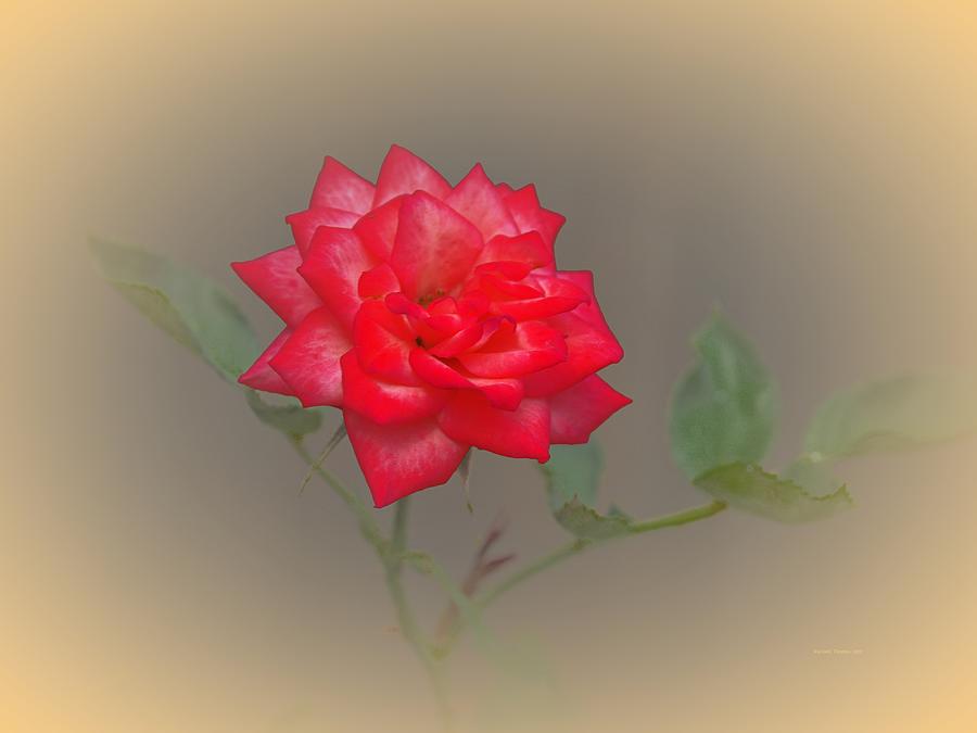 Red Rose Gold Glow Photograph by Richard Thomas