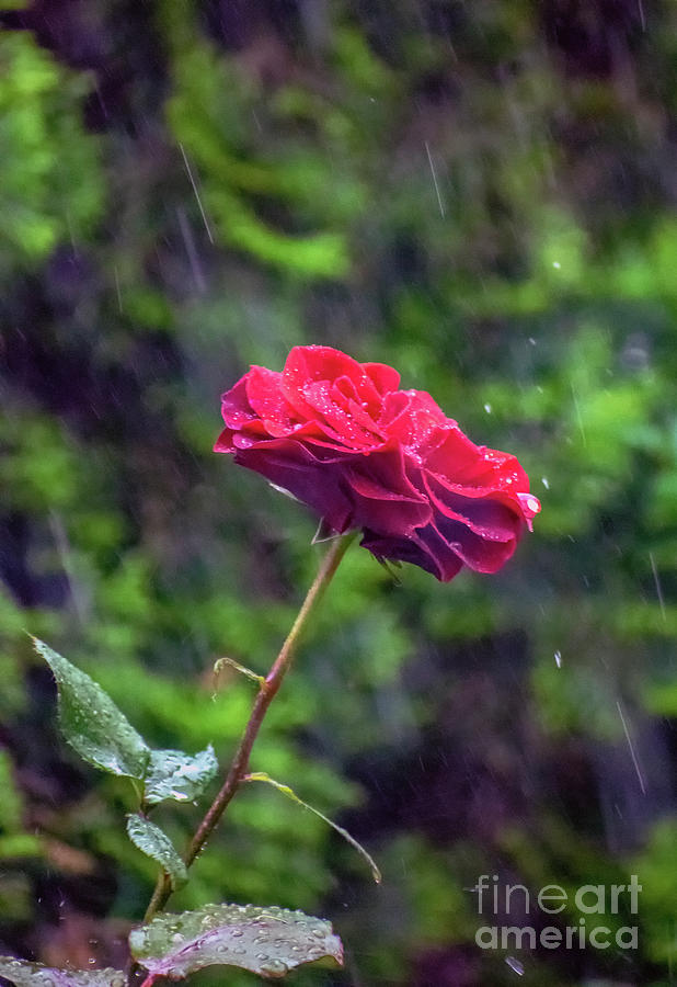 Red Rose In Summer Rain Photograph by Nina Ficur Feenan