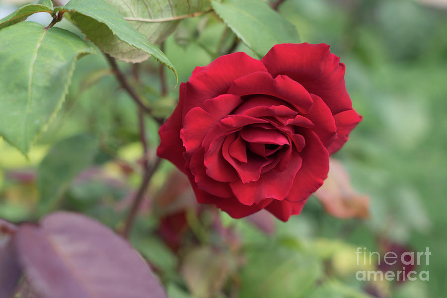 Red rose in the Mediterranean garden Photograph by Adriana Mueller