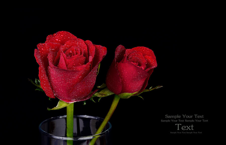 Red Rose Isolated On Black Photograph by PreechaTH