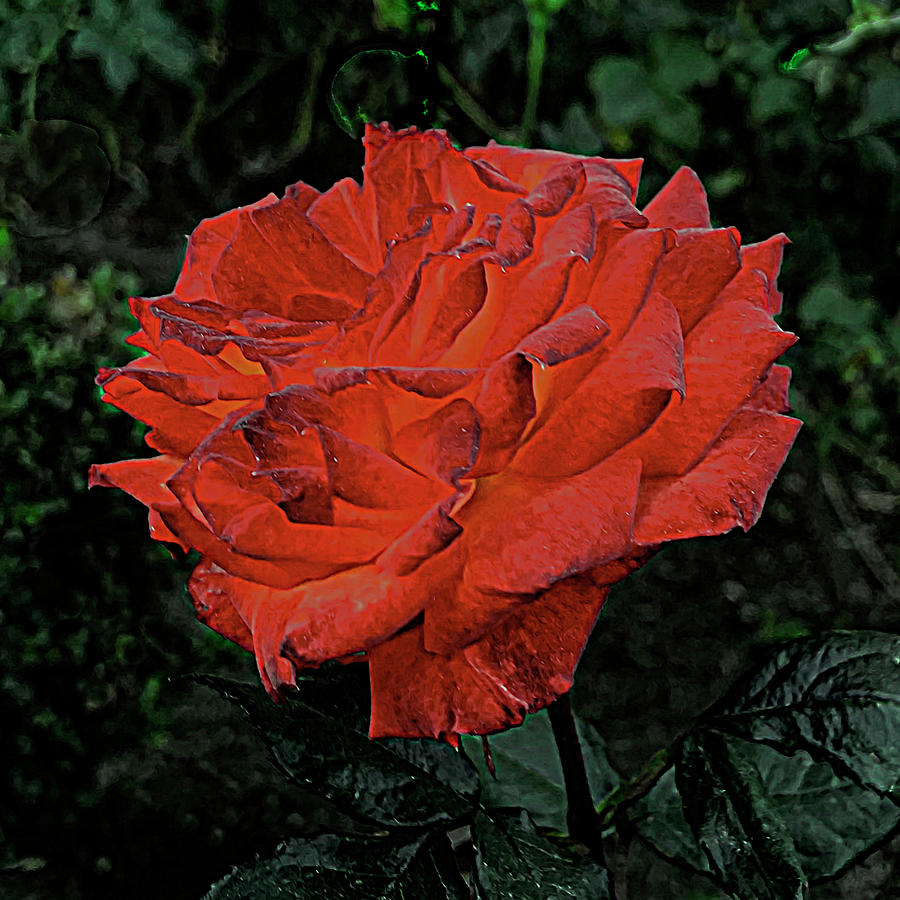 Red Rose  Photograph by Joseph Hollingsworth