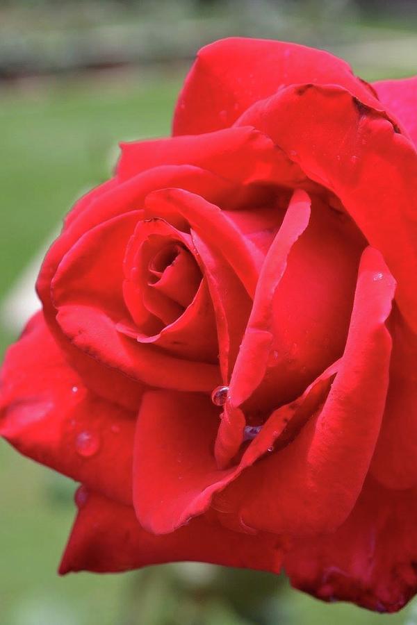 Red Rose Photograph by Kaitlyn Foust | Fine Art America