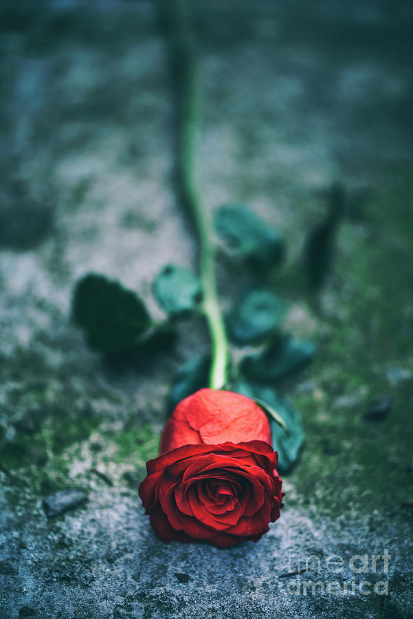 Red rose laying on the wall Photograph by Jelena Jovanovic