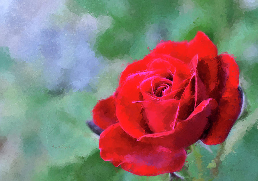 Red Rose Lgt Painting by Roger Snyder