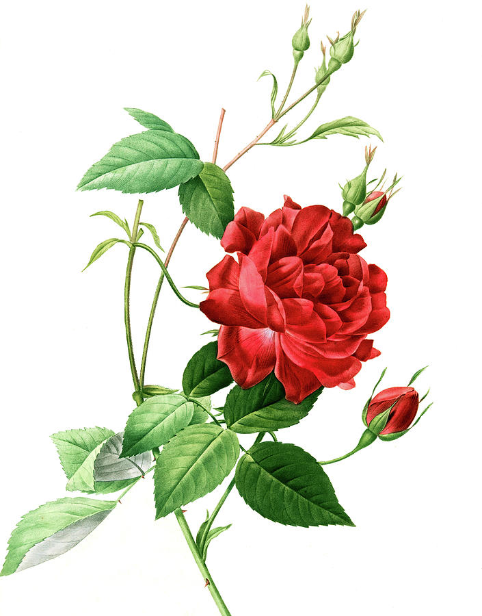Vintage Digital Art - Red Rose by Long Shot