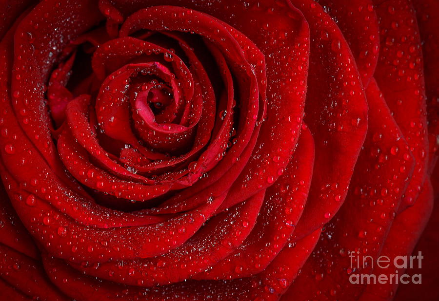 Red Rose Love Painting by Alexandra Arts