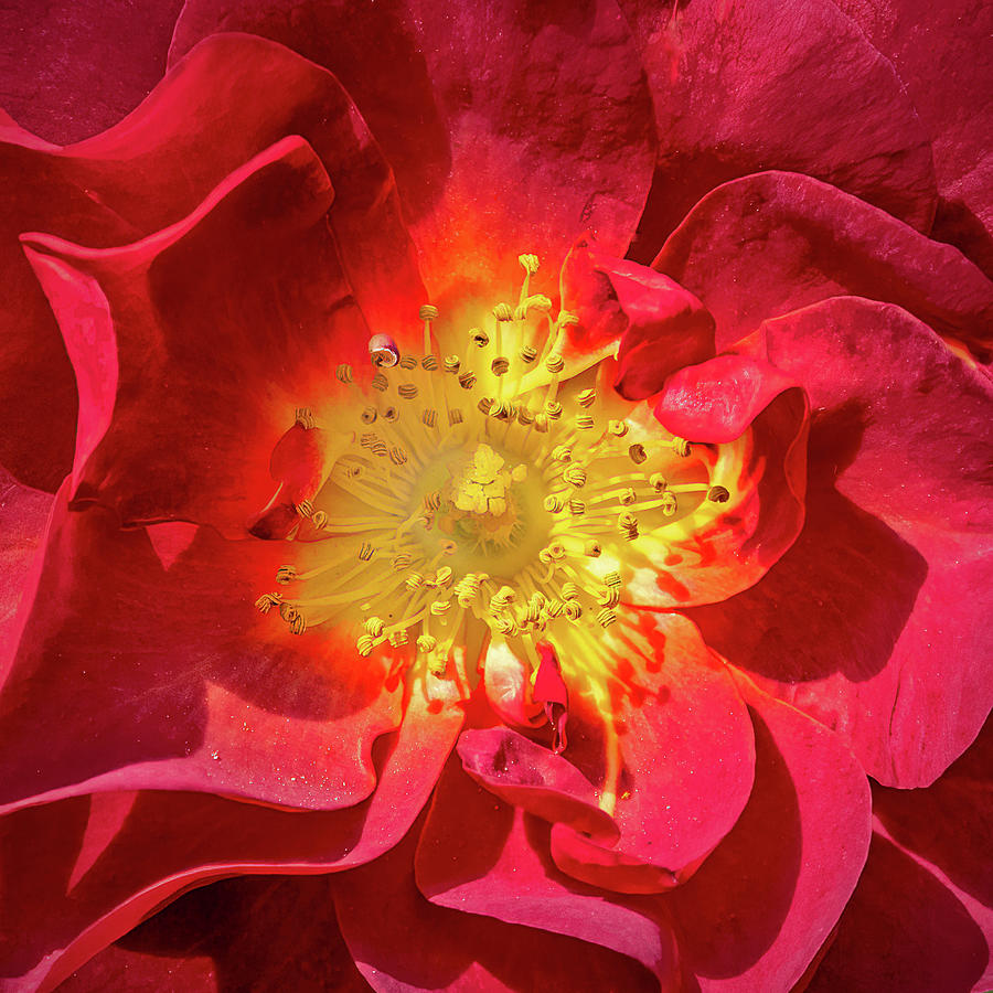 Red Rose Macro Photograph