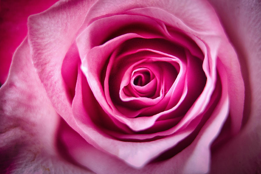 Red Rose Macro Photograph by Stuart Litoff