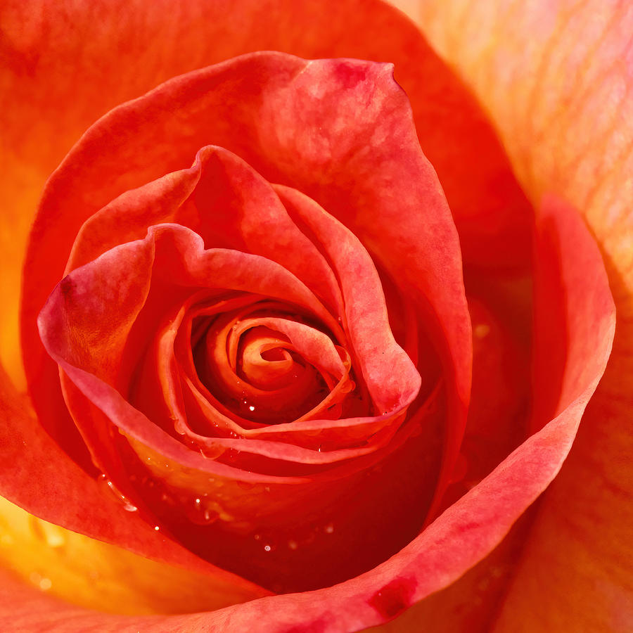 Red Rose Macro Photograph by Todd Kreuter