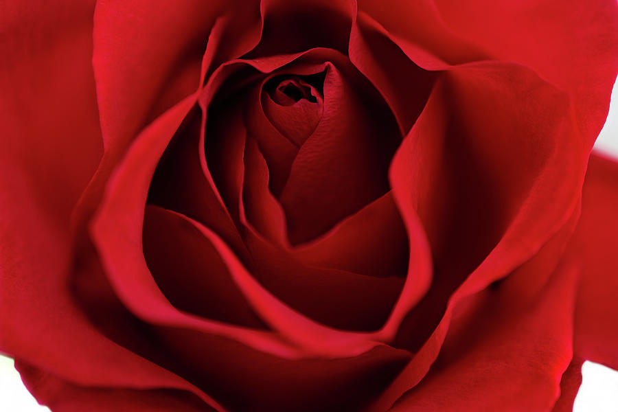 Red Rose Macro Wall Art Photograph by Gwen Gibson