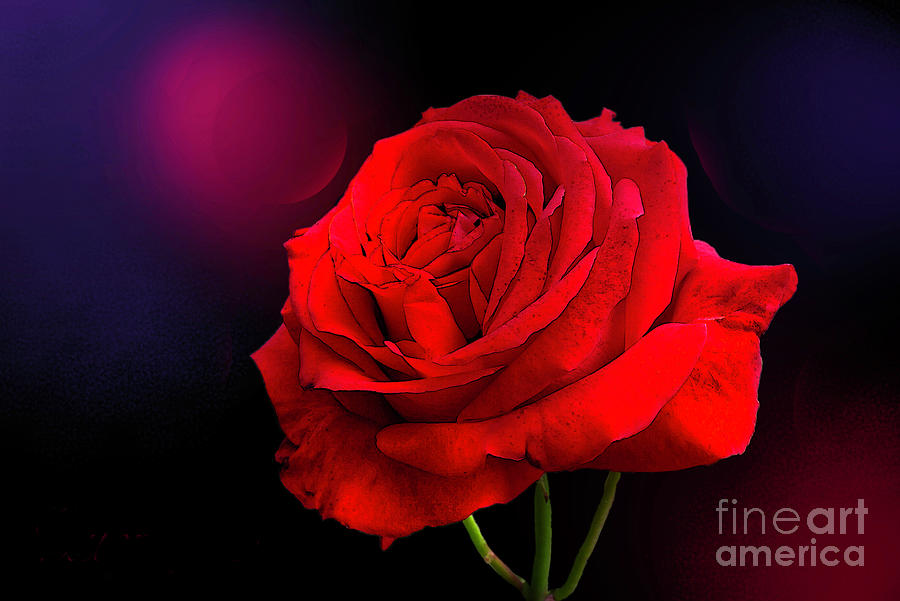 Red Rose Of Love Photograph By Alison Chambers Fine Art America