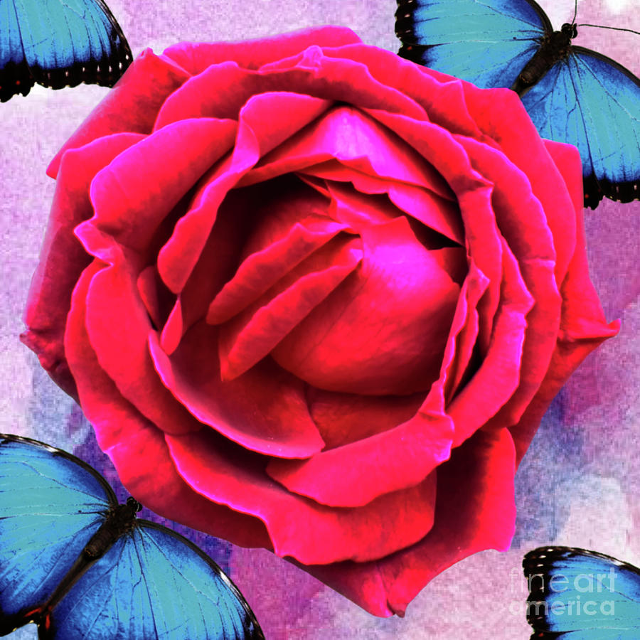 Red Rose on Blue Butterfly background  Photograph by Pics By Tony