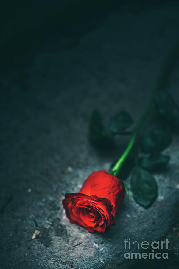 Red rose on dark background Photograph by Jelena Jovanovic