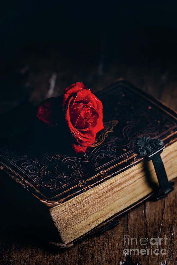 Red rose on old book Photograph by Jelena Jovanovic