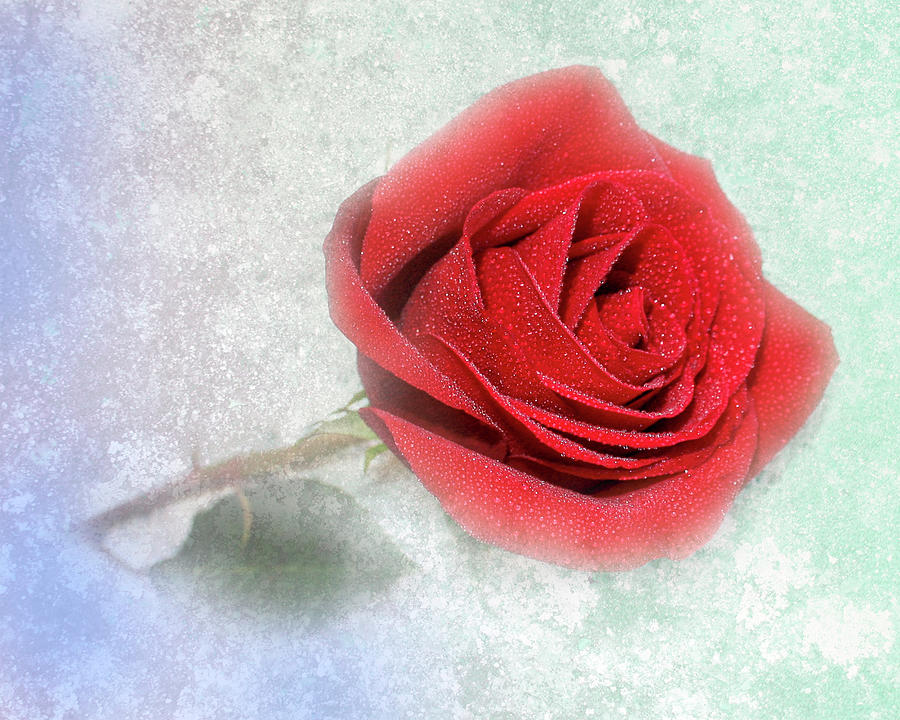 Red Rose on Texture Photograph by Patti Deters