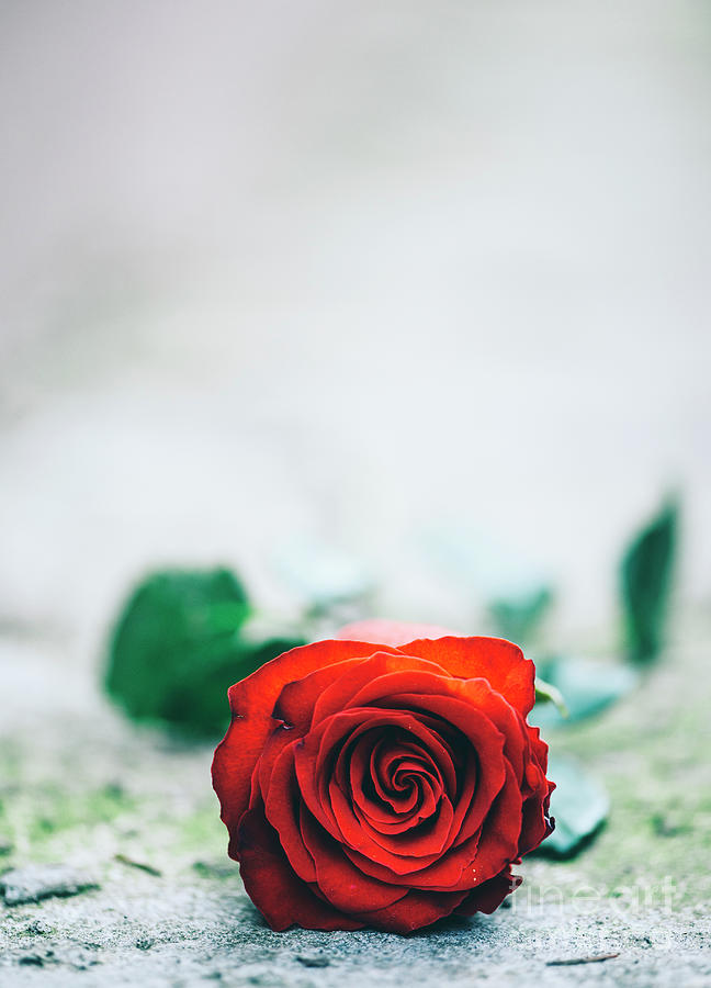 Red rose on the street Photograph by Jelena Jovanovic
