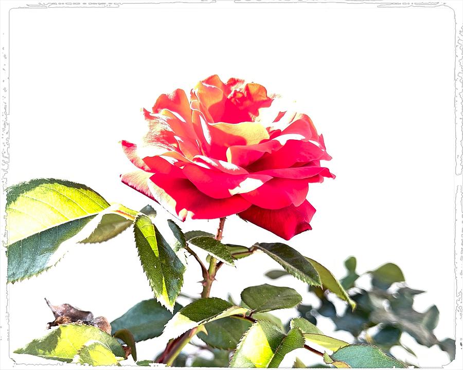 Red Rose on White Digital Art by Kathleen Boyles