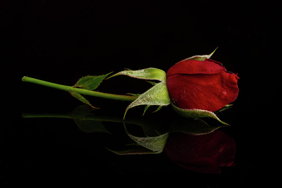 Red Rose Photograph by Paul Freidlund