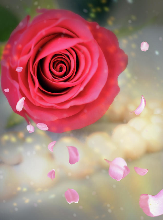 Red Rose Pearls And Petals  Mixed Media by Johanna Hurmerinta