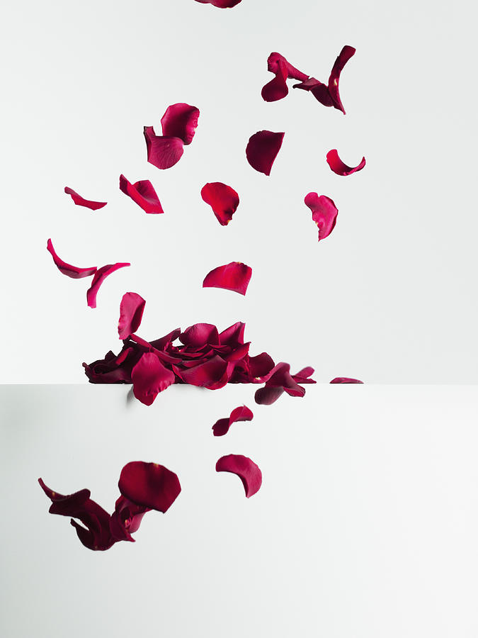 Red rose petals falling Photograph by Martin Barraud