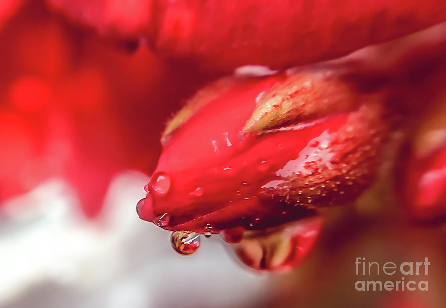 Red Rose  Rain Drop Photograph