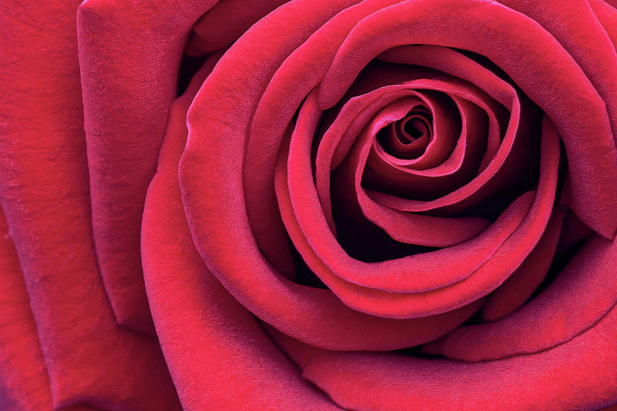 Red Rose Rendered Photograph by Vanessa Thomas