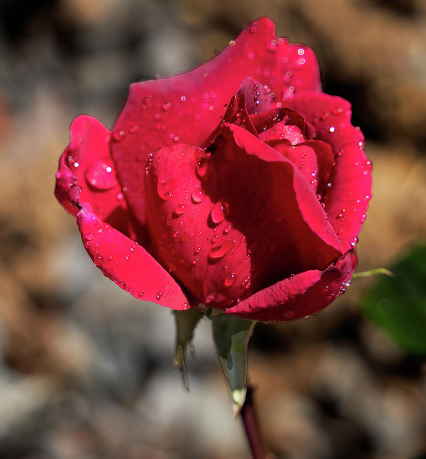 Red Rose Photograph by Ron Roberts