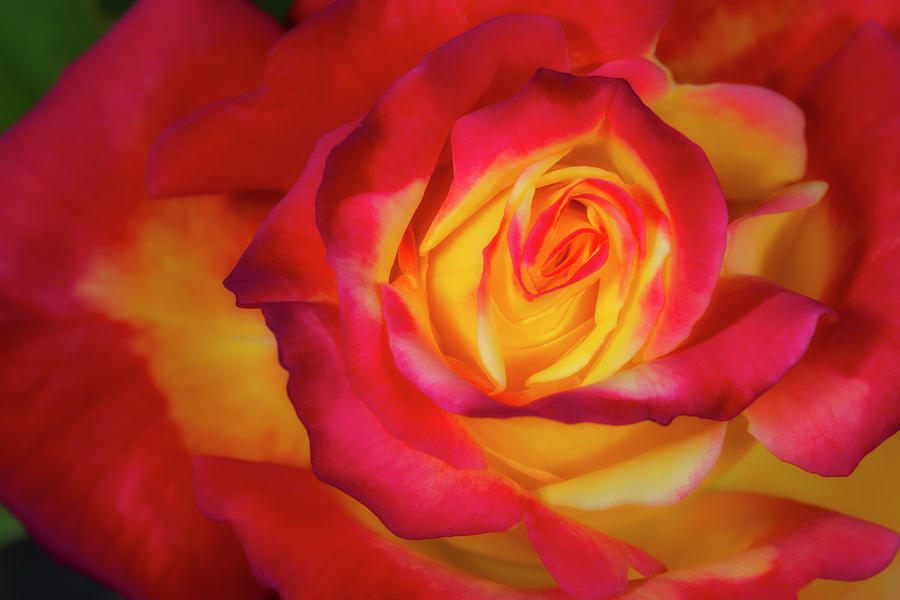 Red Rose Shades And Swirls Photograph by Susan Candelario