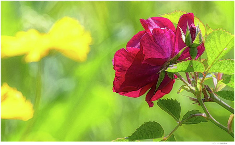 Red Rose Single Blossom 7968 Digital Art by A Macarthur Gurmankin