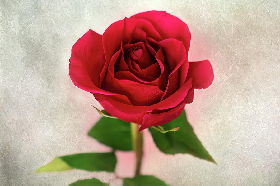 Red Rose Single Stem Print Photograph by Gwen Gibson