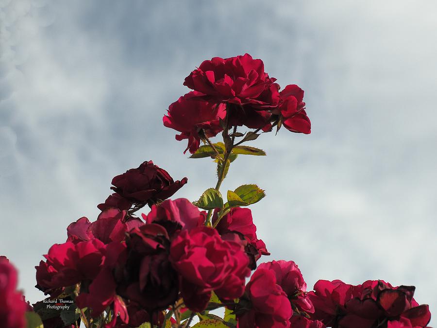 Red Rose Standing Tall Photograph by Richard Thomas