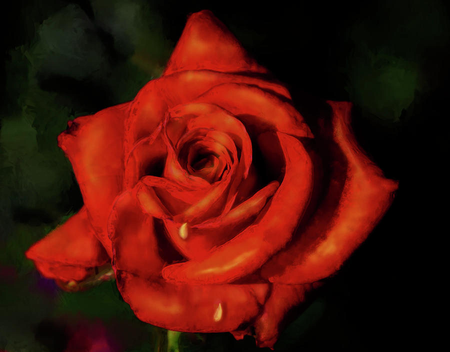 Red Rose Digital Art by Sue Masterson