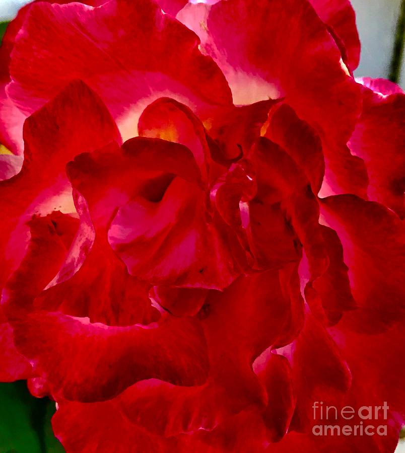 Red Rose Photograph by Suzanne Lorenz