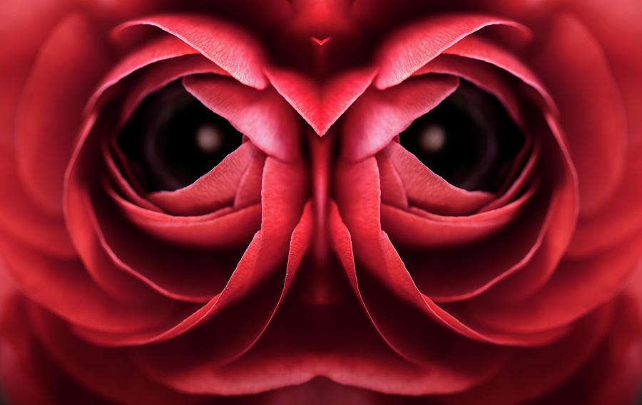 Red rose symmetry abstract Photograph by Philippe Lejeanvre