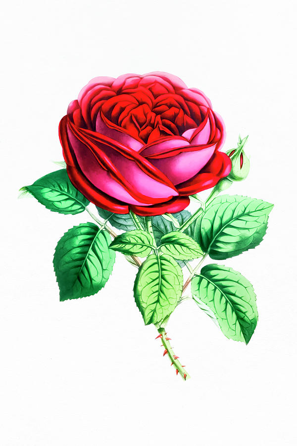 Red Rose Drawing